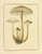 Digital Print - Icons fungorum circa Halifax sponte Nascentium Pl.173 by James Bolton
