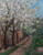 Digital Print - Cherry Blossom by Ingeborg Eggertz
