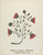 Digital Print - Design from Windham, Maine 1803 - From Proposed Portfolio Maine Wall Stencils by Mildred E. Bent