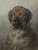 Digital Print - Head of a Leonberger by Otto Eerelman