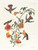 Digital Print - Mangrove humming bird by John James Audubon