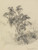 Digital Print - Baumstudie im Urwald by Ferdinand Keller