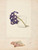 Digital Print - Studie af blomst i glas med vand og hvide asparges by Johanna Fosie