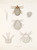 Digital Print - Arachnida Acaridea Pl 13 by Frederick DuCane Godman