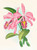 Digital Print - Cattleya maxima. by Jean Jules Linden