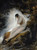 Digital Print - The Maiden's Lament by Horace Vernet