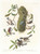 Digital Print - Chestnut-backed titmouse. Black-capt titmouse. Chestnut-crowed titmouse by John James Audubon