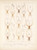 Digital Print - Arachnida Araneidea Pl 02 by Frederick DuCane Godman