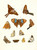 Digital Print - Dr. Sulzer's Short History of Insects, Pl. 18 by Johann Heinrich Sulzer