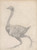 Digital Print - Fowl, Lateral View, with Skin and Underlying Fascial Layers Removed by George Stubbs