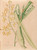 Digital Print - Iconographie des orchidees du Bresil Pl.05 by Joo Barbosa Rodrigues