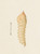 Digital Print - Entomology watercolour Pl.011 by George Hudson
