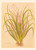 Digital Print - Libertia Exioides by Georgina Burne Hetley