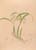 Digital Print - Iconographie des orchidees du Bresil Pl.16 by Joo Barbosa Rodrigues