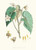 Digital Print - Begonia Cathcartii, H. f. et T. by Walter Hood Fitch