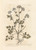 Digital Print - Garden parsley by Elizabeth Blackwell