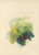Digital Print - Green by Mary Gartside