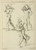 Digital Print - Four male figures; two bearing large books on their shoulders and the other two wrestling by Peter Paul Rubens