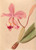 Digital Print - Iconographie des orchidees du Bresil Pl.48 by Joo Barbosa Rodrigues