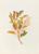Digital Print - Selecio Eleagnifolius by Georgina Burne Hetley