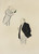 Digital Print - 70 dessins de Cappiello Pl.03 by Leonetto Cappiello