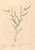 Digital Print - Iconographie des orchidees du Bresil Pl.58 by Joo Barbosa Rodrigues