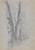 Digital Print - Study of Birch Trunks (Scribners') by Jervis McEntee Digital Print - Study of Birch Trunks (Scribners') by Jervis McEntee