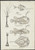 Digital Print - Illustrations of Argyropelecus intermedius ; Aegonichthys appellii ; profile and dorsal aspect by Frank Edward Clarke