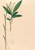 Digital Print - Iconographie des orchidees du Bresil Pl.35 by Joo Barbosa Rodrigues