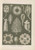 Digital Print - Calcispongiae. - Kalkschwmme by Ernst Haeckel