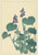 Digital Print - Flowering hosta by Ohara Koson