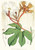 Digital Print - Hodgsonia Heteroclita, Hook. fil. et Thoms. (Male plant) by Walter Hood Fitch