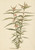 Digital Print - Bloeiende frederiksbloem (Asclepias curassavica) by Laurens Vincentsz. van der Vinne