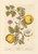 Digital Print - Quinces by Elizabeth Blackwell