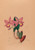 Digital Print - Iconographie des orchidees du Bresil Pl.45 by Joo Barbosa Rodrigues