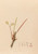 Digital Print - Iconographie des orchidees du Bresil Pl.08 by Joo Barbosa Rodrigues