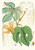 Digital Print - Hodgsonia Heteroclita, Hook. fil. et Thoms. (Female plant). by Walter Hood Fitch