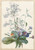 Digital Print - A Bouquet of Flowers with Insects by Pierre Joseph Redout