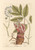 Digital Print - Angelica by Elizabeth Blackwell