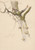 Digital Print - Study of Tree Trunk with Branches and Mushrooms by Friedrich Carl von Scheidlin