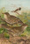 Digital Print - Turdus viscivorus, Turdus atrigularis by Johann Friedrich Naumann Digital Print - Turdus viscivorus, Turdus atrigularis by Johann Friedrich Naumann