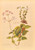 Digital Print - Calceolaria Sinclairii by Georgina Burne Hetley