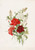 Digital Print - Carnations and Mignonette by Alois Lunzer