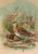 Digital Print - Gallinago gallinago by Johann Friedrich Naumann