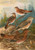 Digital Print - Turdus Naumanni by Johann Friedrich Naumann Digital Print - Turdus Naumanni by Johann Friedrich Naumann