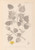 Digital Print - Herbier de la flore franaise Pl.0026 by Louis Antoine Cusin