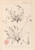 Digital Print - Herbier de la flore franaise Pl.0097 by Louis Antoine Cusin