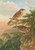 Digital Print - Accentor modularis, Accentor montanellus by Johann Friedrich Naumann