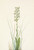 Digital Print - Ragged Fringe-orchid. Habenaria lacera by Mary Vaux Walcott