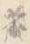 Digital Print - Palmenstudie by Ferdinand Keller